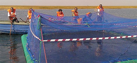 Yalelo-Fischzucht am Kariba-See Yalelo-Fischzucht am Kariba-See