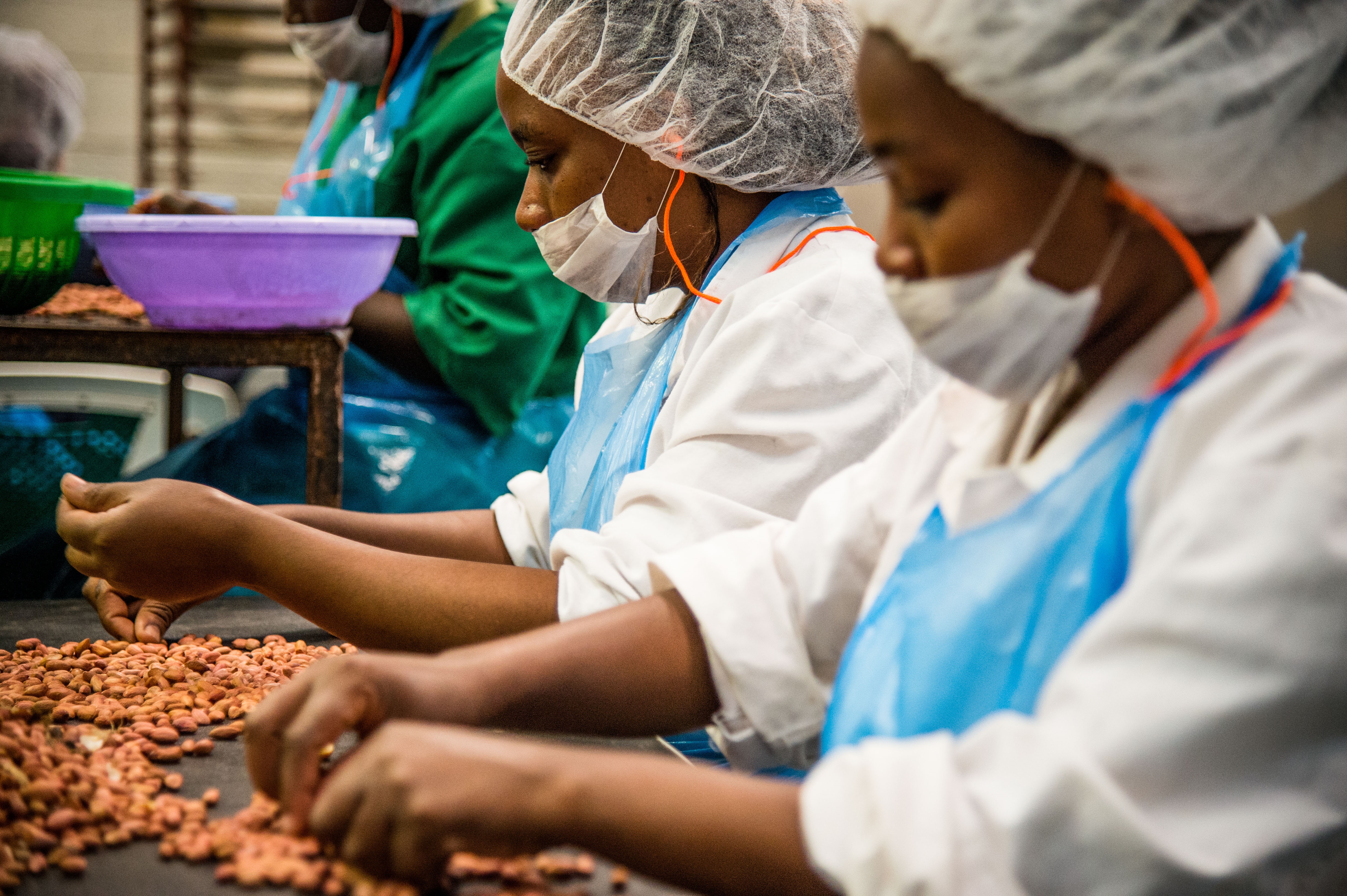Mitarbeiter*innen von Greenforest Foods sortieren die Nüsse für den Verkauf.